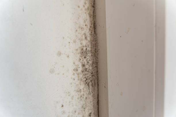 Best Attic Mold Removal  in Fernandina Beach, FL