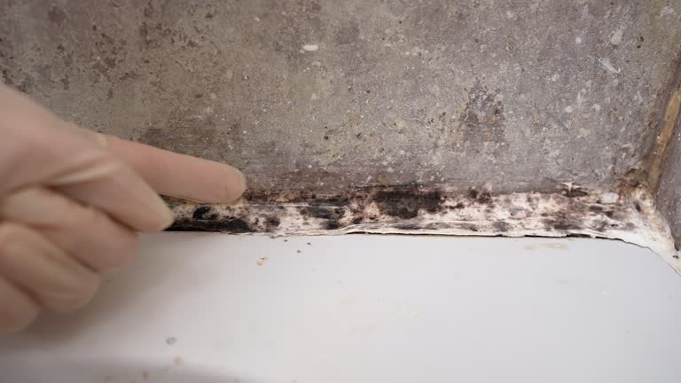 Best Airborne Mold Testing  in Fernandina Beach, FL