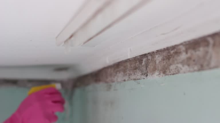 Best Mold Documentation for Insurance Claims  in Fernandina Beach, FL